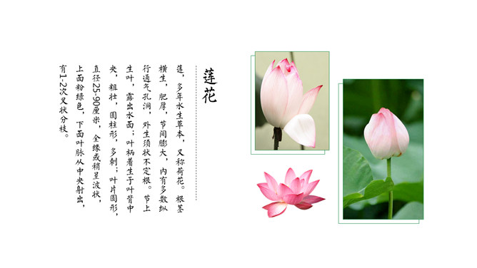 淡雅唯美荷花中国风PPT模板_第7页PPT效果图