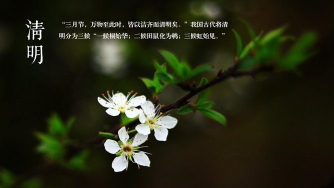 好看配图二十四节气PPT模板_第4页PPT效果图