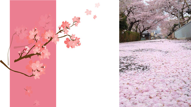 粉色樱花日本和风PPT模板_第8页PPT效果图