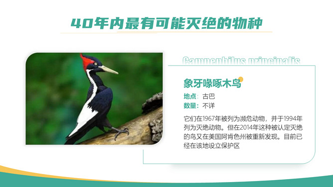 保护野生动物从我做起PPT模板_第11页PPT效果图