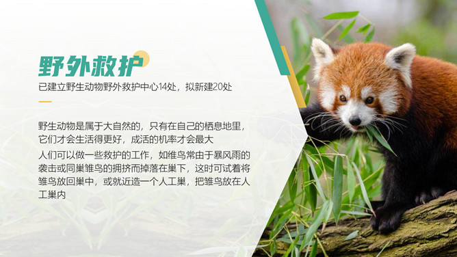 保护野生动物从我做起PPT模板_第14页PPT效果图