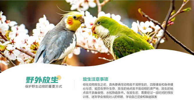 保护野生动物从我做起PPT模板_第15页PPT效果图