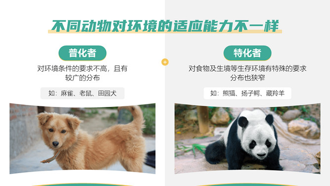 保护野生动物从我做起PPT模板_第6页PPT效果图