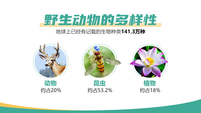 保护野生动物从我做起PPT模板_第4页PPT效果图